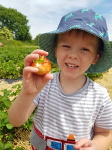 Pick Strawberries around Wakefield