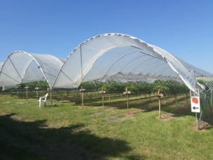 Pick Strawberries at Bentley Grange