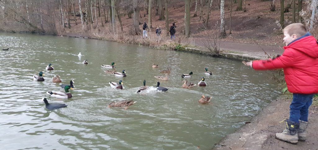 Five Places to Feed Ducks